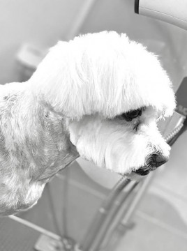 Coafor canin/ Toaletaj canin